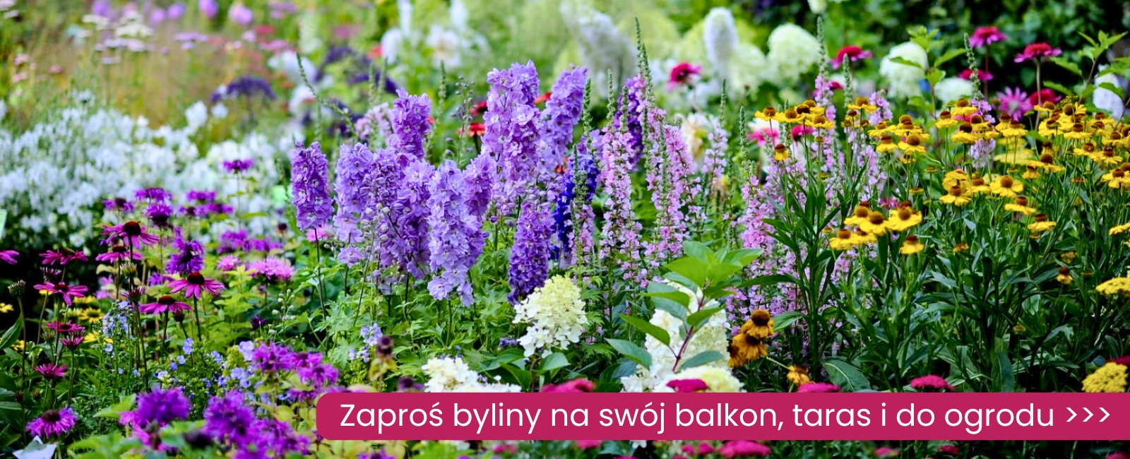 byliny Sklep internetowy | Ogród Łobzów - rośliny i dekoracje w centrum Krakowa! |