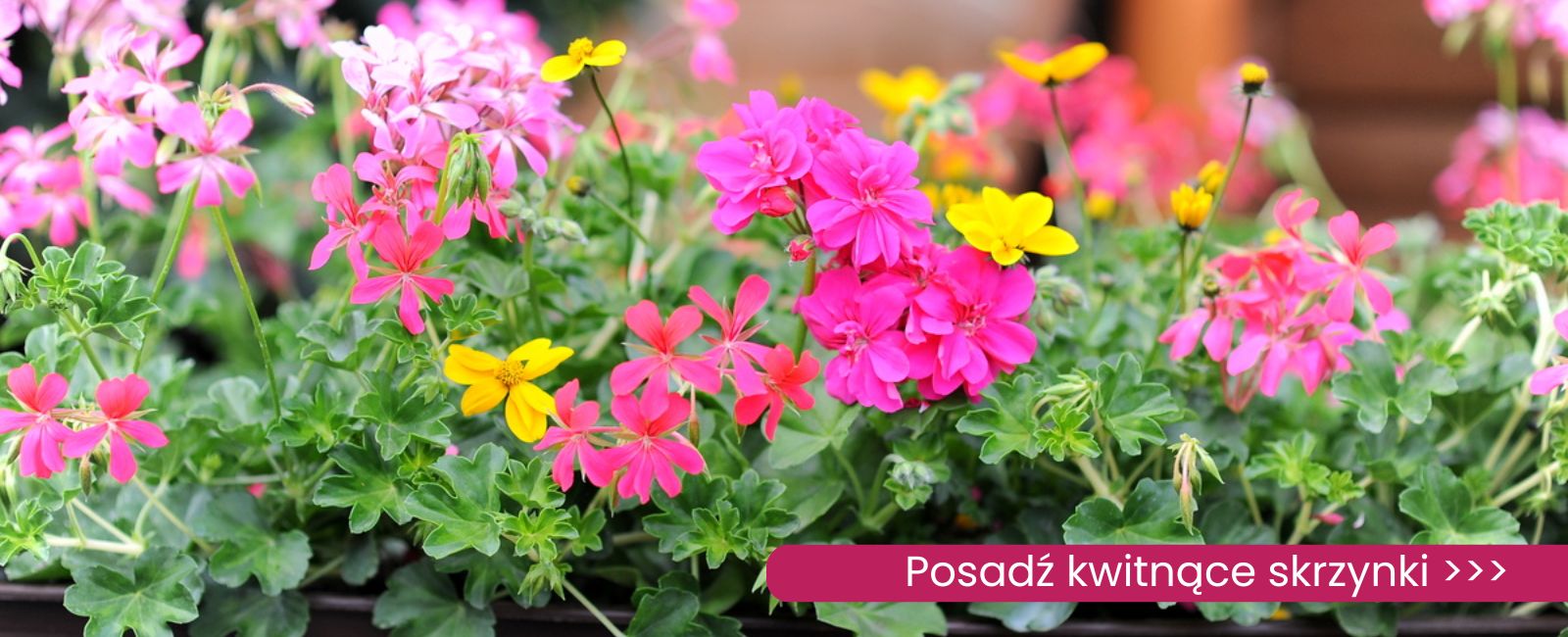 skrzynki Sklep internetowy | Ogród Łobzów - rośliny i dekoracje w centrum Krakowa! |