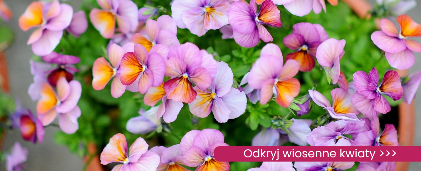 rośliny wiosenne Sklep internetowy | Ogród Łobzów - rośliny i dekoracje w centrum Krakowa! |