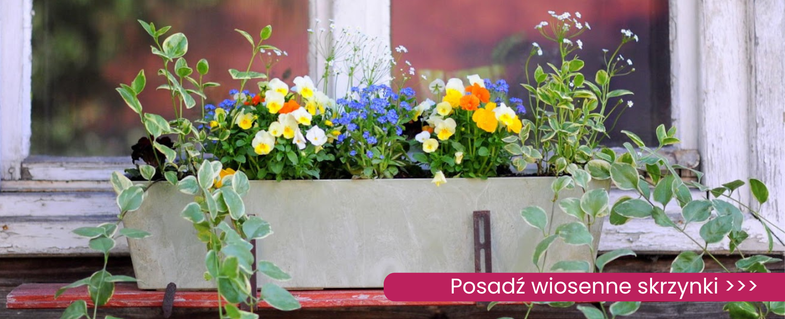 skrzynki wiosenne Sklep internetowy | Ogród Łobzów - rośliny i dekoracje w centrum Krakowa! |